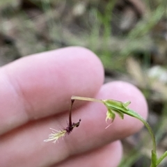 Thynninorchis huntianus (Common Elbow Orchid) at Cotter River, ACT - 18 Feb 2023 by Tapirlord