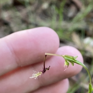 Thynninorchis huntianus at suppressed - 19 Feb 2023