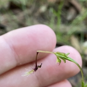 Thynninorchis huntianus at suppressed - 19 Feb 2023