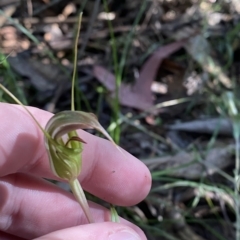 Diplodium aestivum (Long-tongued Summer Greenhood) at Cotter River, ACT - 19 Feb 2023 by Tapirlord