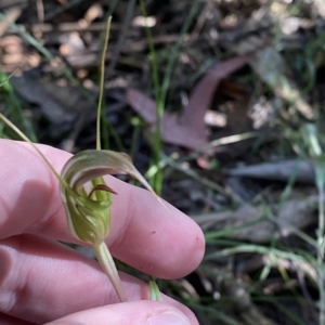 Diplodium aestivum at Cotter River, ACT - suppressed