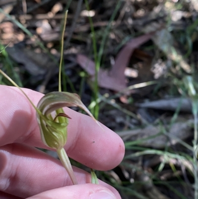Diplodium aestivum (Long-tongued Summer Greenhood) at Cotter River, ACT - 19 Feb 2023 by Tapirlord