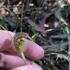 Diplodium aestivum (Long-tongued summer greenhood) at Cotter River, ACT - 18 Feb 2023 by Tapirlord
