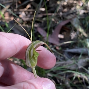 Diplodium aestivum at Cotter River, ACT - suppressed