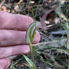 Diplodium aestivum at Cotter River, ACT - suppressed