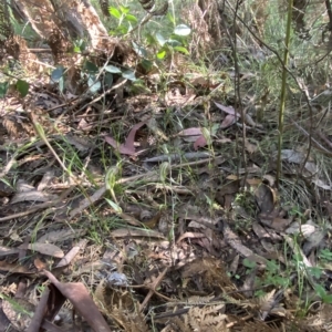 Diplodium aestivum at Cotter River, ACT - suppressed