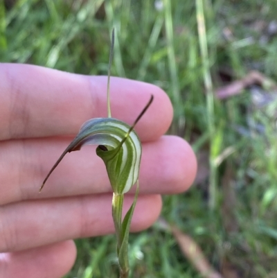 Diplodium decurvum (Summer greenhood) at Cotter River, ACT - 19 Feb 2023 by Tapirlord