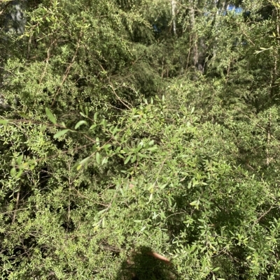 Gaudium brevipes (Grey Tea-tree) at Cotter River, ACT - 19 Feb 2023 by Tapirlord