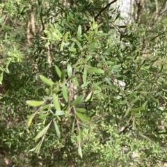 Gaudium brevipes at Cotter River, ACT - 19 Feb 2023