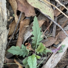 Arrhenechthites mixtus (Purple Fireweed) at Cotter River, ACT - 19 Feb 2023 by Tapirlord