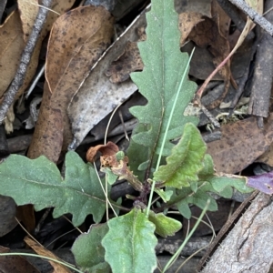 Arrhenechthites mixtus at Cotter River, ACT - 19 Feb 2023