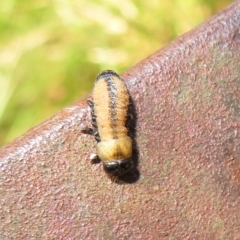 Paropsisterna cloelia (Eucalyptus variegated beetle) at Tidbinbilla Nature Reserve - 8 Mar 2023 by Christine