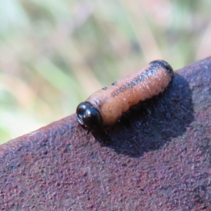 Paropsisterna cloelia at Tidbinbilla Nature Reserve - 8 Mar 2023