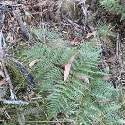 Pteridium esculentum (Bracken) at Cotter River, ACT - 18 Feb 2023 by Tapirlord