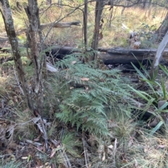 Pteridium esculentum at Cotter River, ACT - suppressed