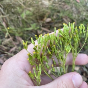 Senecio diaschides at Coree, ACT - 19 Feb 2023