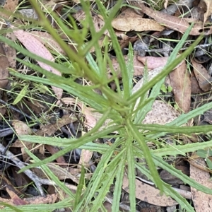 Senecio diaschides at Coree, ACT - 19 Feb 2023