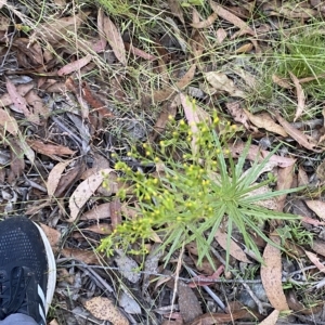 Senecio diaschides at Coree, ACT - 19 Feb 2023