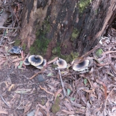 Omphalotus nidiformis (Ghost Fungus) at Paddys River, ACT - 7 Mar 2023 by Christine