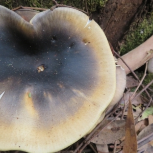 Omphalotus nidiformis at Paddys River, ACT - 8 Mar 2023