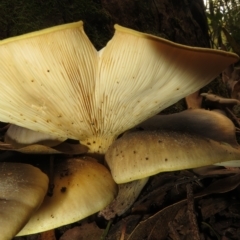 Omphalotus nidiformis at Paddys River, ACT - 8 Mar 2023 09:58 AM