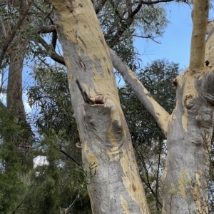 Apis mellifera at Acton, ACT - 12 Mar 2023