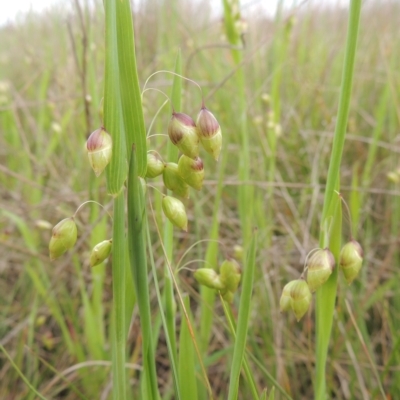 Briza maxima (Quaking Grass, Blowfly Grass) at Tarengo Reserve (Boorowa) - 23 Oct 2022 by michaelb