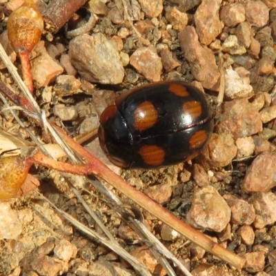 Paropsisterna beata (Blessed Leaf Beetle) at Fyshwick, ACT - 26 Feb 2023 by Christine