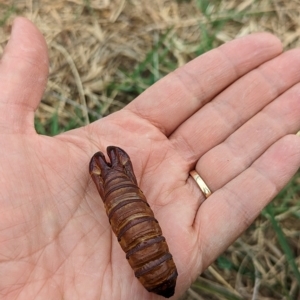 Hepialidae (family) at Watson, ACT - 13 Mar 2023