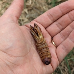 Hepialidae (family) at Watson, ACT - 13 Mar 2023