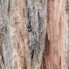 Xanthocryptus novozealandicus (Lemon tree borer parasite wasp) at Watson Green Space - 12 Mar 2023 by AniseStar