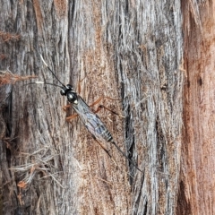 Xanthocryptus novozealandicus at Watson, ACT - 13 Mar 2023 10:16 AM