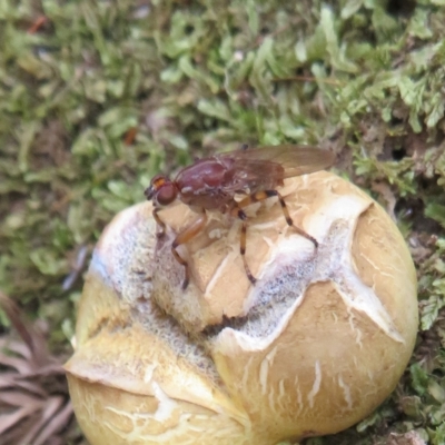 Tapeigaster sp. (genus) (Fungus fly, Heteromyzid fly) at Cotter River, ACT - 25 Feb 2023 by Christine