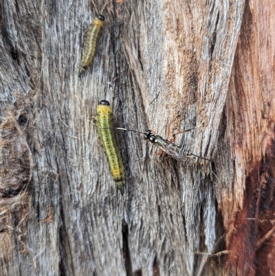 Unidentified Sawfly (Hymenoptera, Symphyta) at Watson, ACT - 12 Mar 2023 by AniseStar