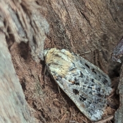 Proteuxoa sanguinipuncta (Blood-spotted Noctuid) at Watson, ACT - 12 Mar 2023 by AniseStar