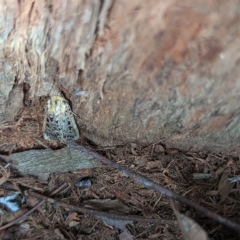 Proteuxoa sanguinipuncta at Watson, ACT - 13 Mar 2023 10:15 AM