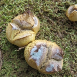 Scleroderma sp. at Cotter River, ACT - 26 Feb 2023