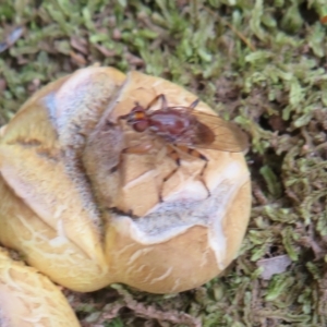 Scleroderma sp. at Cotter River, ACT - 26 Feb 2023