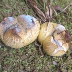 Scleroderma sp. at Cotter River, ACT - 26 Feb 2023