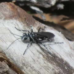 Turneromyia sp. (genus) (Zebra spider wasp) at Molonglo Valley, ACT - 24 Feb 2023 by Christine