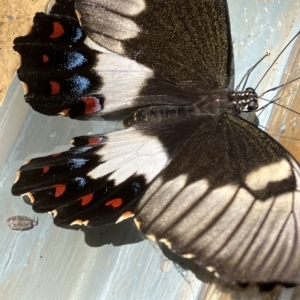 Papilio aegeus at Hughes, ACT - suppressed