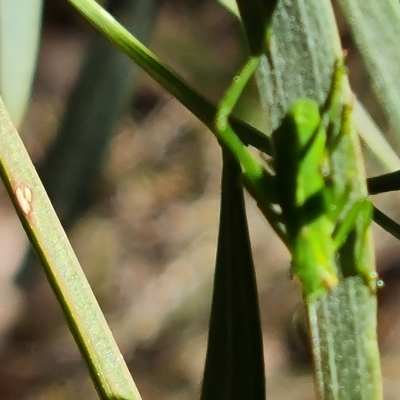 Caedicia simplex (Common Garden Katydid) at Isaacs Ridge and Nearby - 13 Mar 2023 by Mike