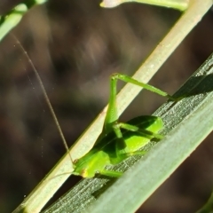 Caedicia simplex at Isaacs, ACT - 13 Mar 2023 12:16 PM