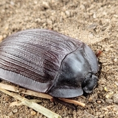Pterohelaeus walkeri (Pie-dish beetle) at Yass, NSW - 13 Mar 2023 by trevorpreston