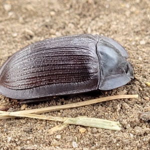 Pterohelaeus walkeri at suppressed - suppressed