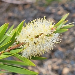Callistemon sieberi (River Bottlebrush) at Yass, NSW - 13 Mar 2023 by trevorpreston
