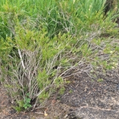 Callistemon sieberi at Yass, NSW - 13 Mar 2023