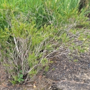 Callistemon sieberi at Yass, NSW - 13 Mar 2023