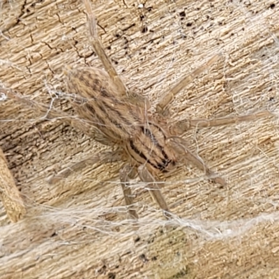Miturga sp. (genus) (Unidentified False wolf spider) at Yass, NSW - 13 Mar 2023 by trevorpreston