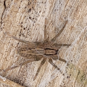 Miturga sp. (genus) at Yass, NSW - 13 Mar 2023 12:14 PM